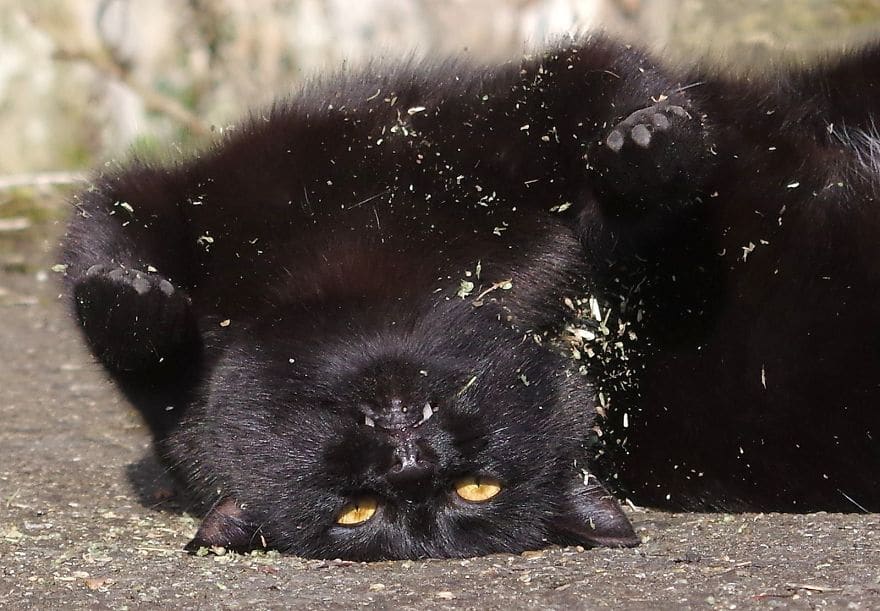 черный пушистый кот