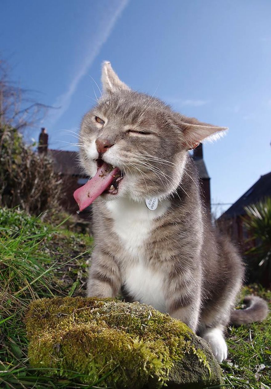 полосатый кот показывает язык
