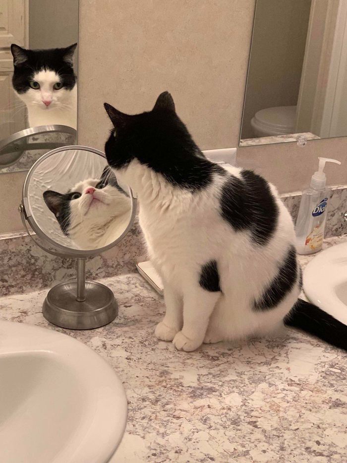 черно-белый кот смотрит в зеркало