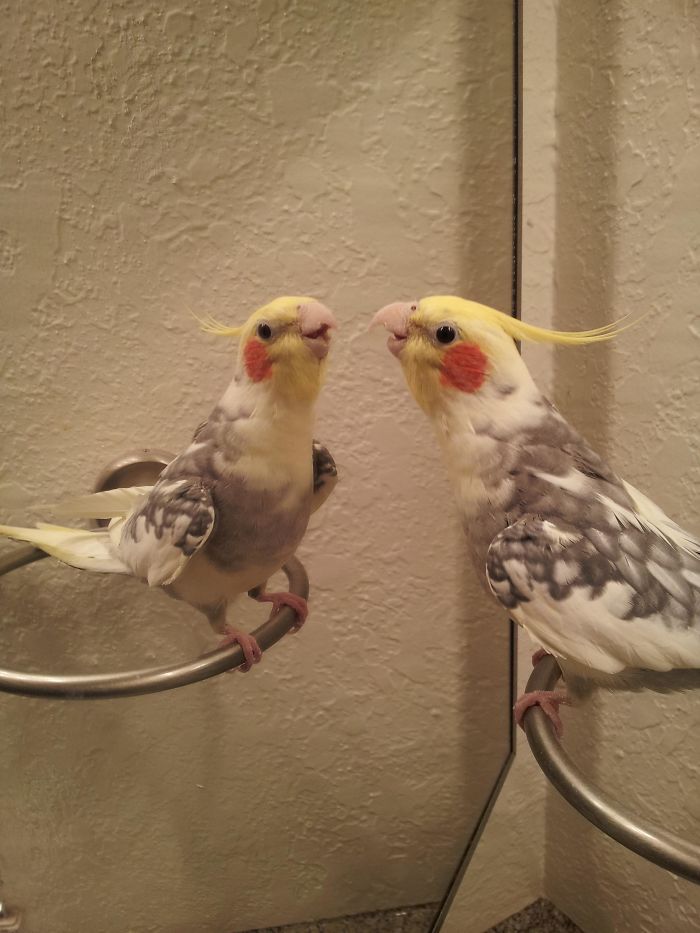 попугай перед зеркалом
