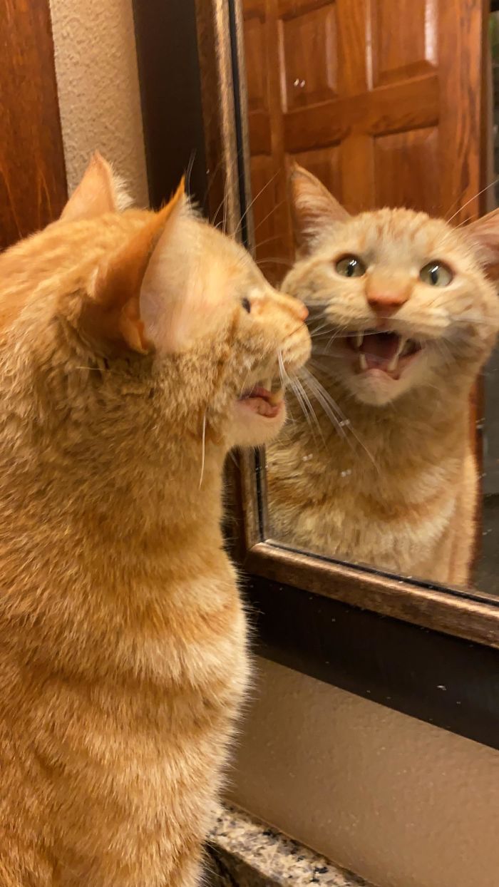 рыжий кот видит себя в зеркале