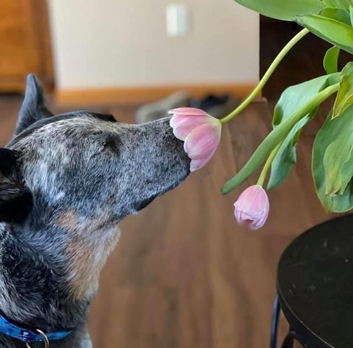 собака нюхает тюльпаны