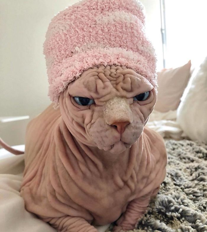 кот сфинкс в розовой шапке