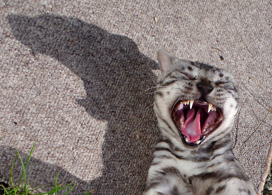 полосатый кот зевает