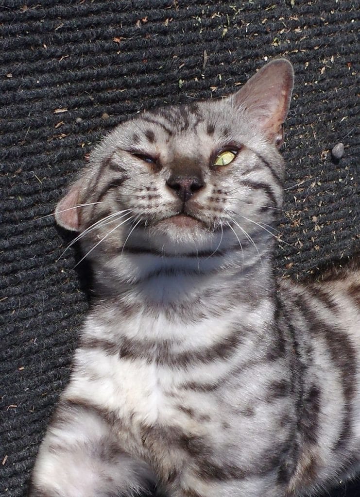 Как кошачья мята влияет на котов? 10+ смешных фото