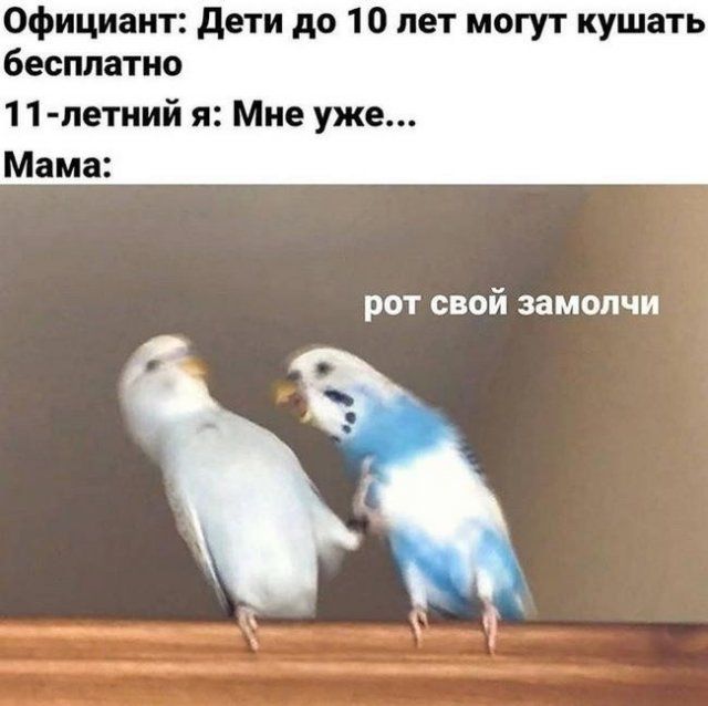 absolyutno-kazhdyy-stalkivalsya-citaty-vkontakte-vkontakte-smeshnye-statusy