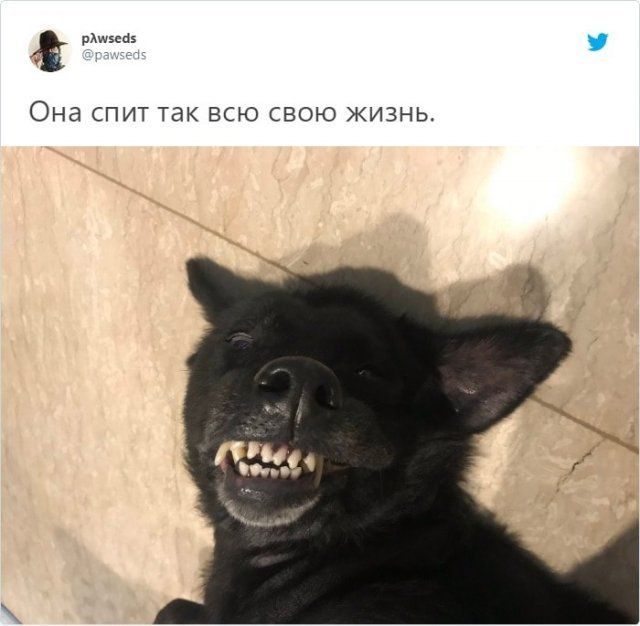 Идиотские фото домашних питомцев  Приколы,ekabu,ru,лучшее,собаки,фото,фотографии