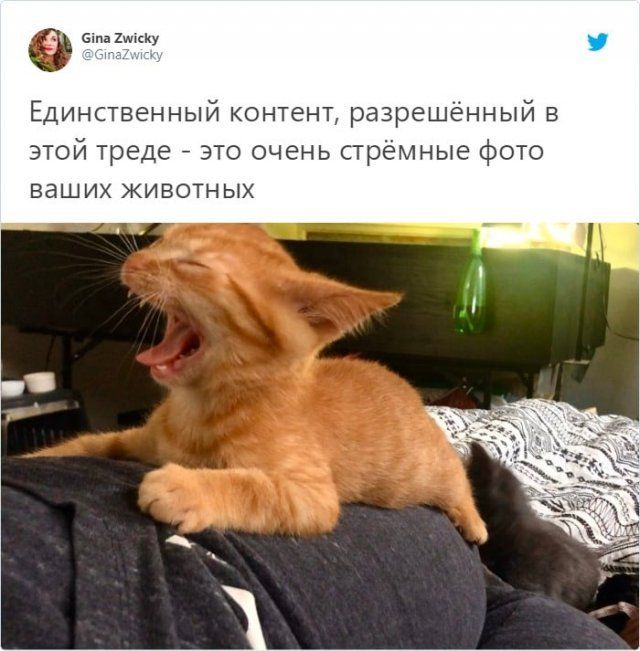 Идиотские фото домашних питомцев  Приколы,ekabu,ru,лучшее,собаки,фото,фотографии