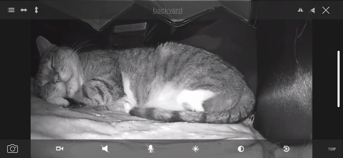 черно-белое фото спящей кошки