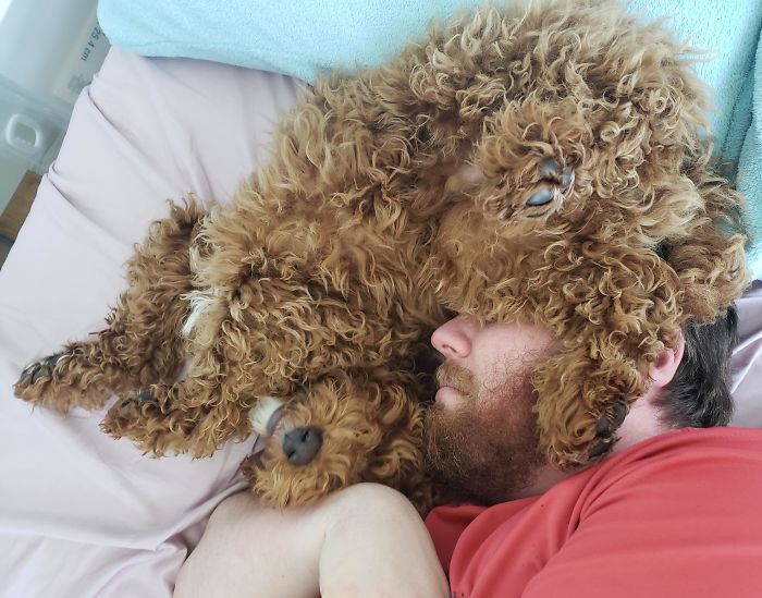 собака спит на голове у мужчины