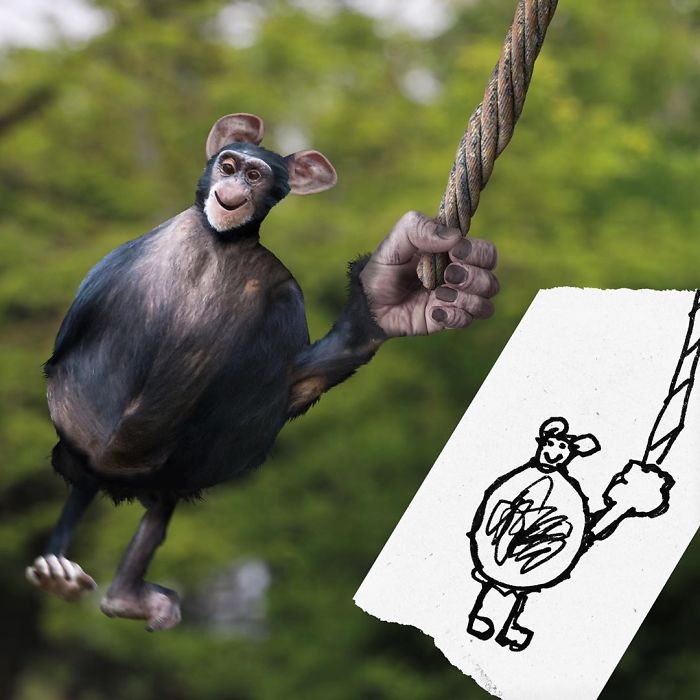 рисунок и фото шимпанзе