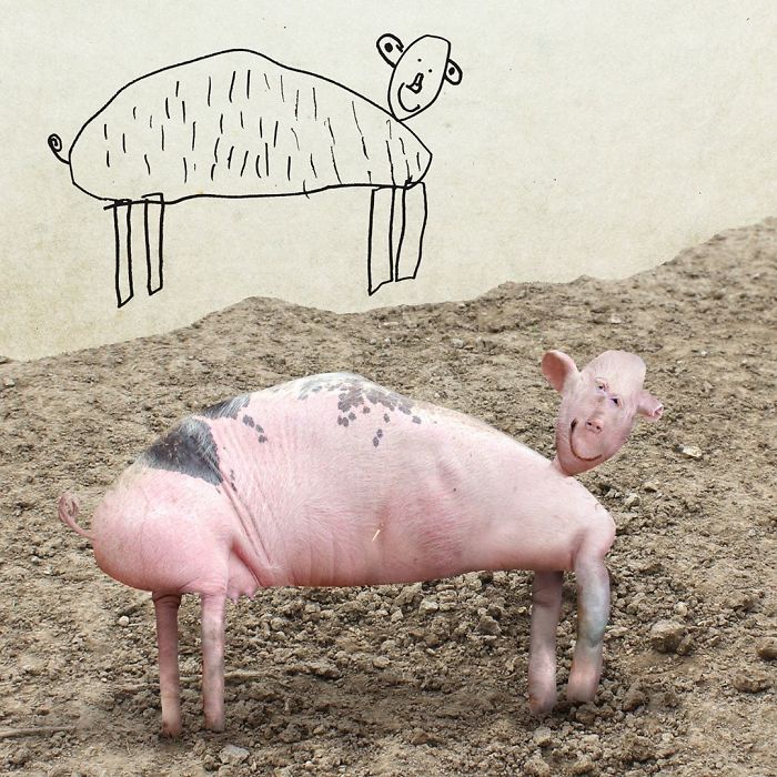 фото и рисунок свиньи