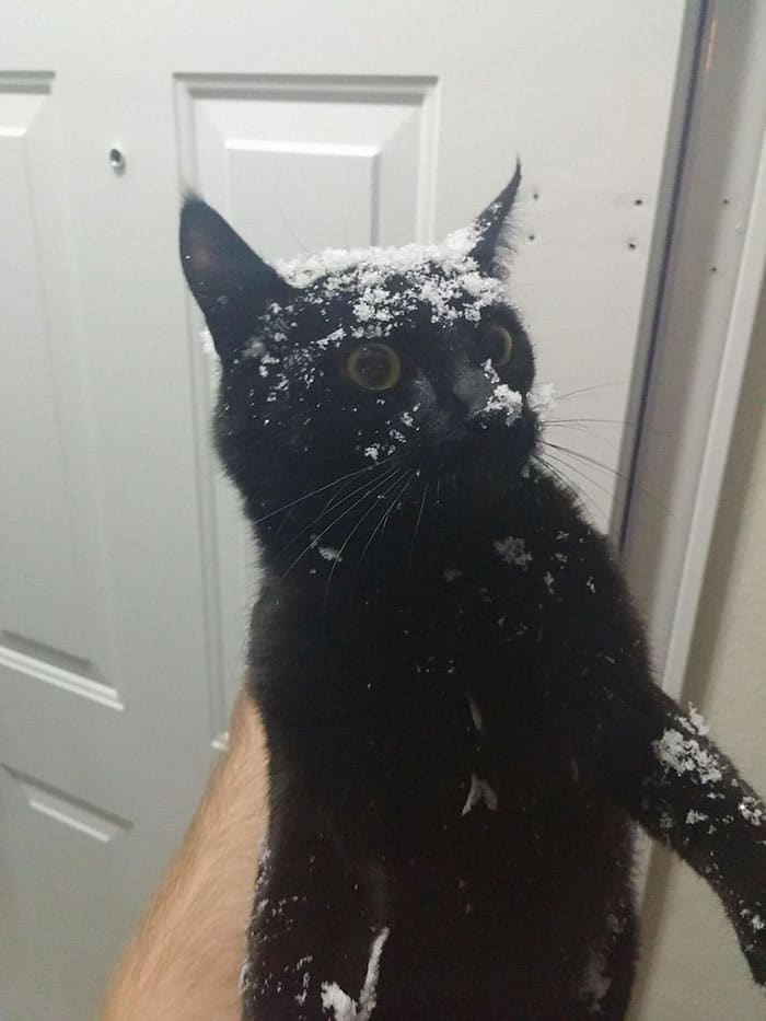 черный кот в снегу