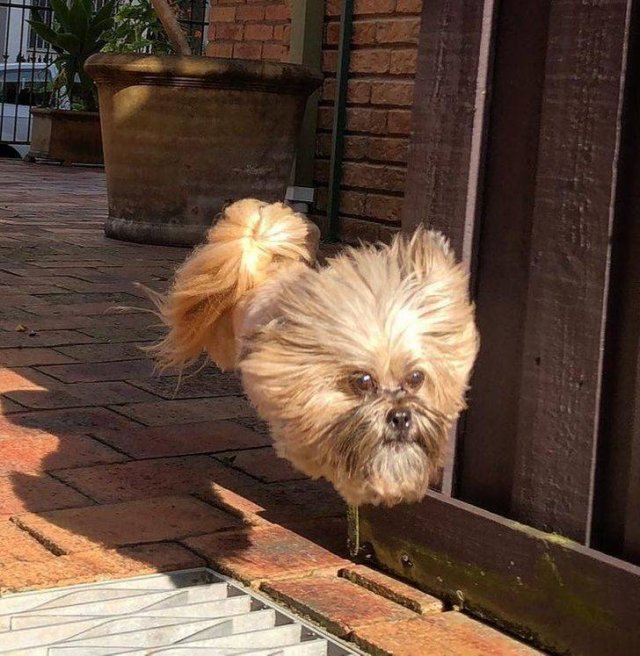 собака в прыжке