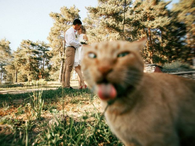 Идеальные фотобомбы с кошками 