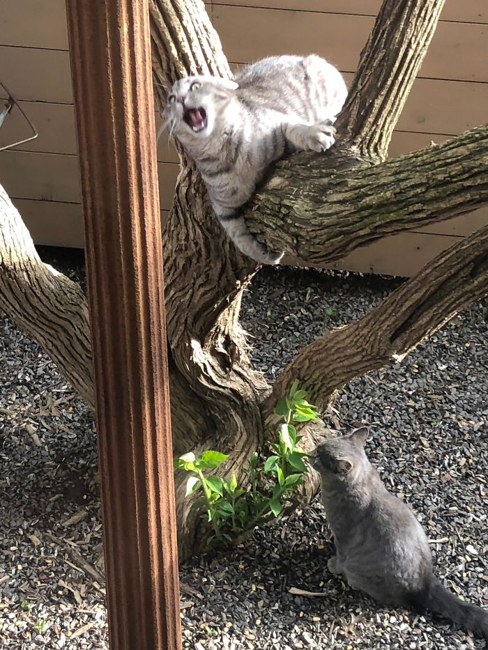 серый кот орет на дереве