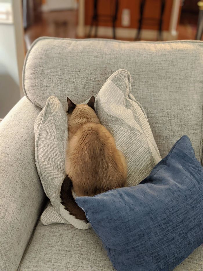 кот сидит на диванной подушке