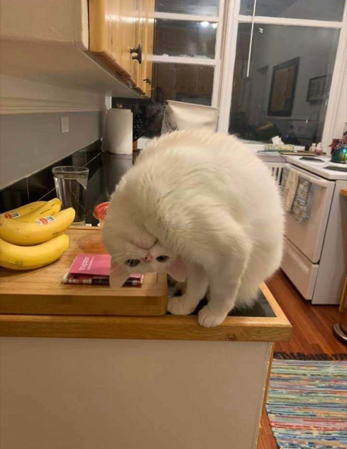 белый кот сидит на столе
