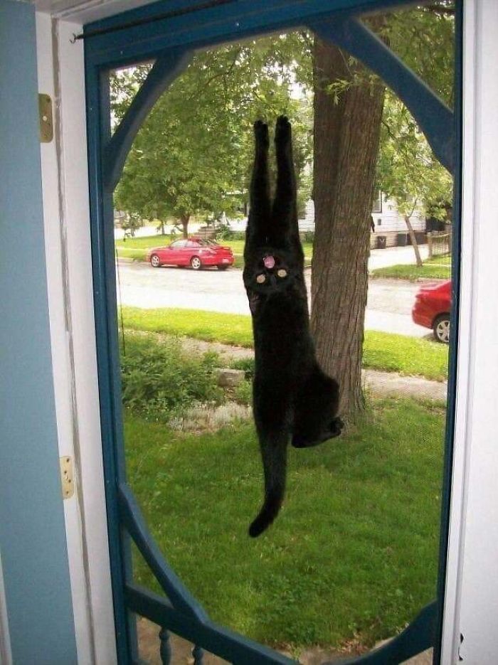черный кот висит на двери