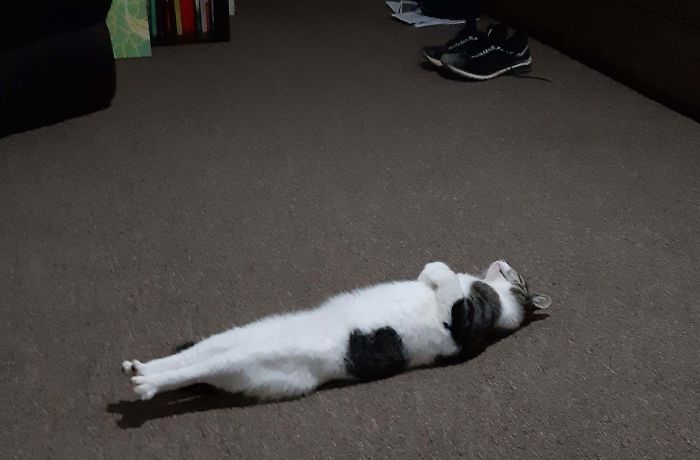черно-белый кот лежит на спине на полу