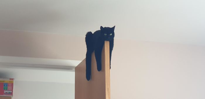черный кот лежит на дверях