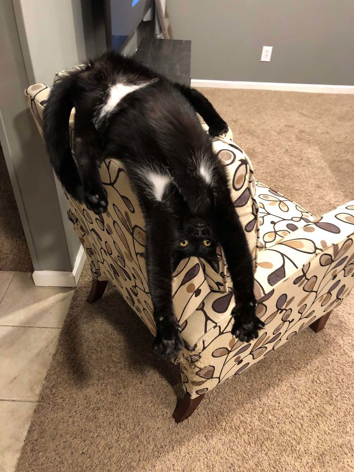 черная кошка лежит на спинке кресла