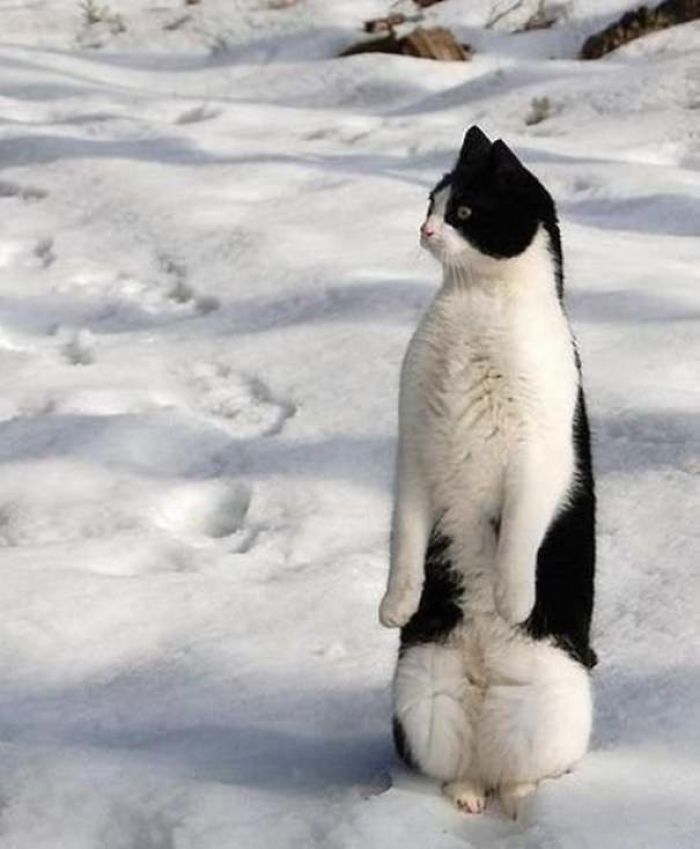 черно-белый кот стоит на снегу на задних лапах