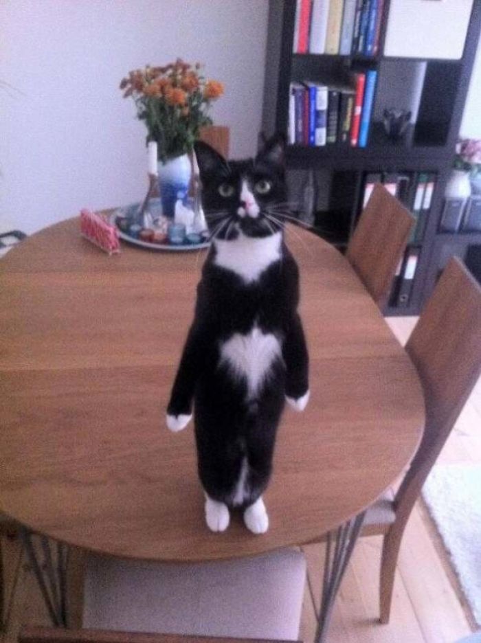 черно-белый кот стоит на задних лапах на столе