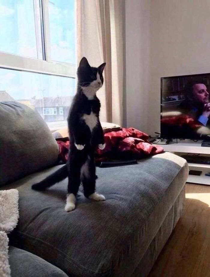 черно-белый кот стоит на задних лапах на диване