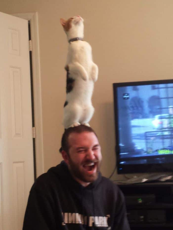 кот стоит на голове у мужчины
