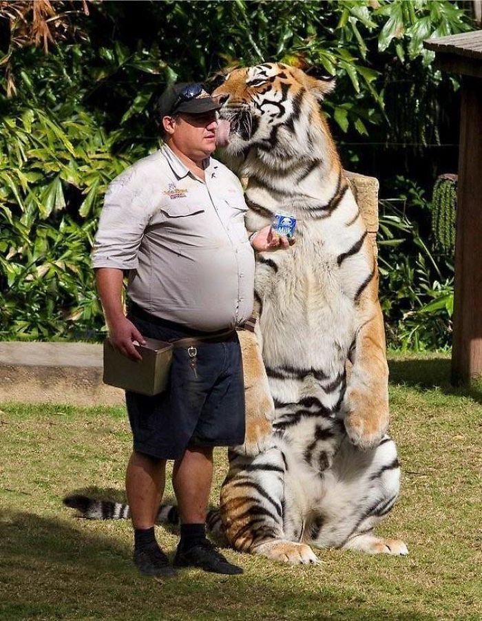 тигр лижет щеку мужчине