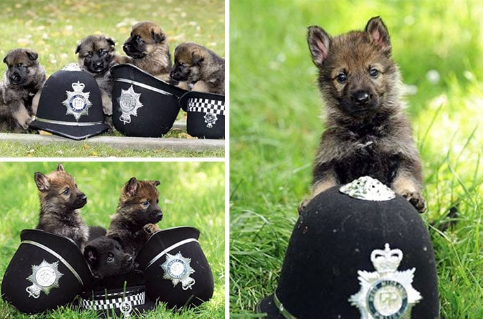 щенки и полицейские каски