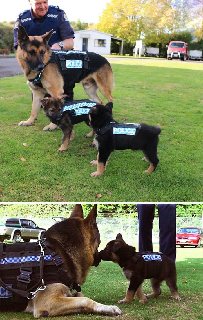 15 милых фото щенков, которые только учатся быть полицейскими собаками Приколы,Фото,полиция,собаки,фото,щенки