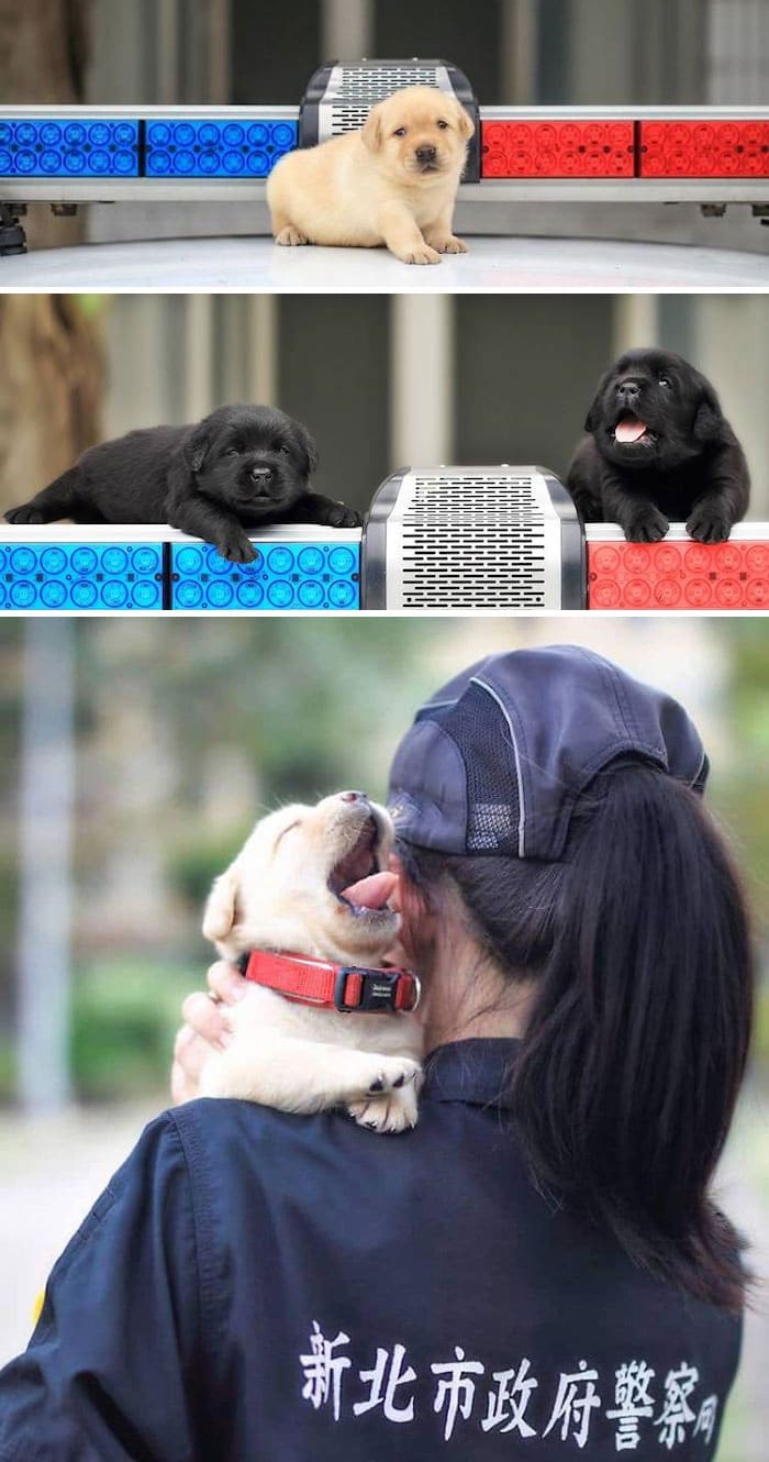 15 милых фото щенков, которые только учатся быть полицейскими собаками
