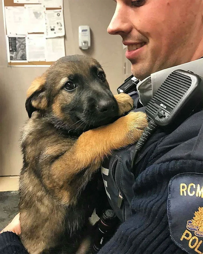 полицейский держит на руках щенка овчарки