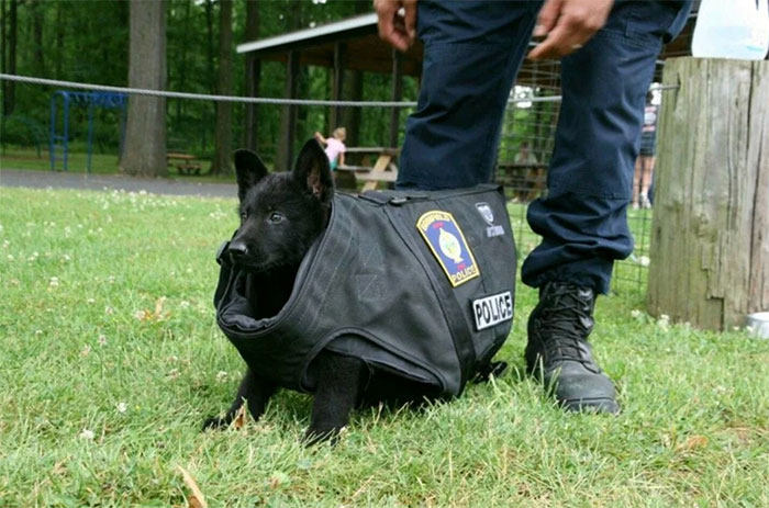 черный щенок в полицейском жилете