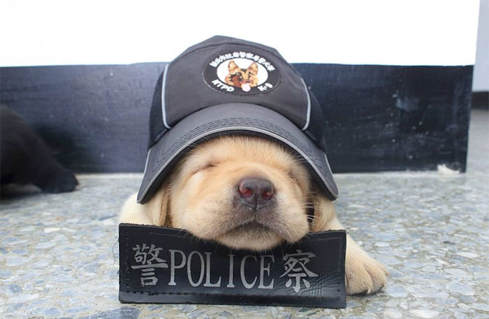 15 милых фото щенков, которые только учатся быть полицейскими собаками Приколы,Фото,полиция,собаки,фото,щенки