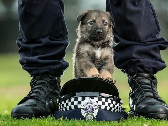 щенок сидит на кепке между ногами у полицейского