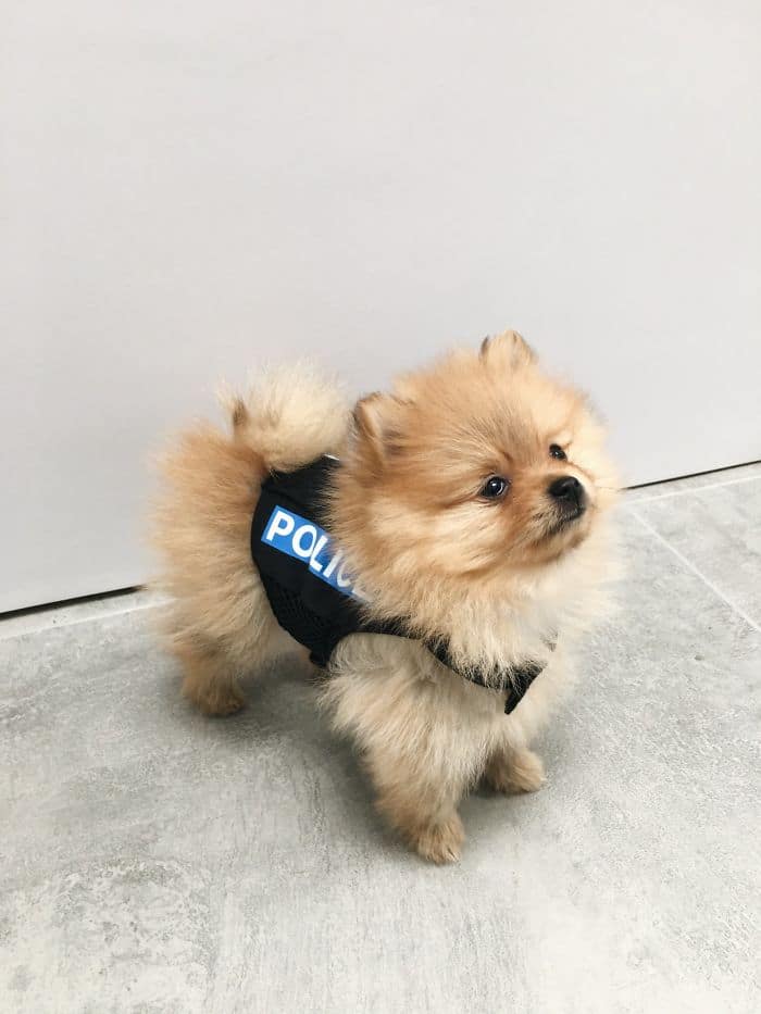 пушистый пес в полицейском жилете