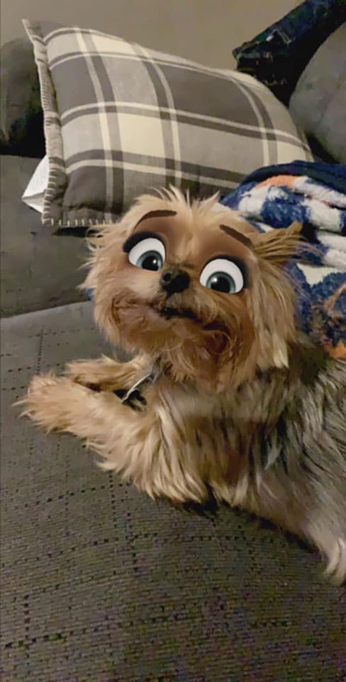 Snapchat фильтр превращает собак в диснеевских героев и это очень мило! Приколы,Фото,Дисней,снэпчат,собаки,фильтры