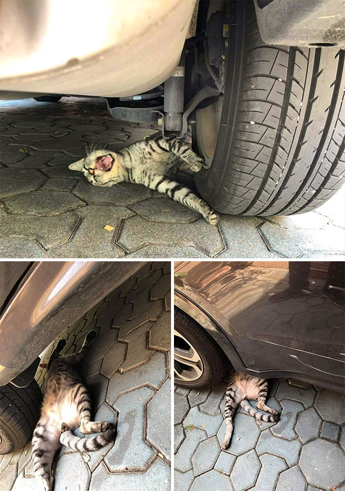 полосатый кот под колесом автомобиля