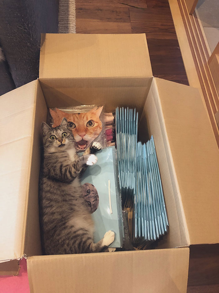 полосатый кот лежит в коробке
