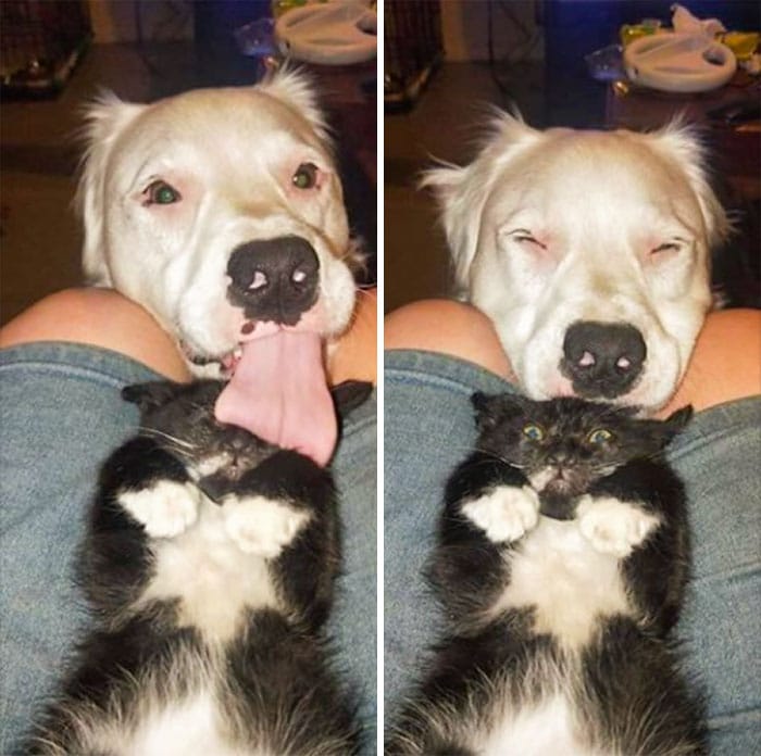 собака облизывает голову кошки