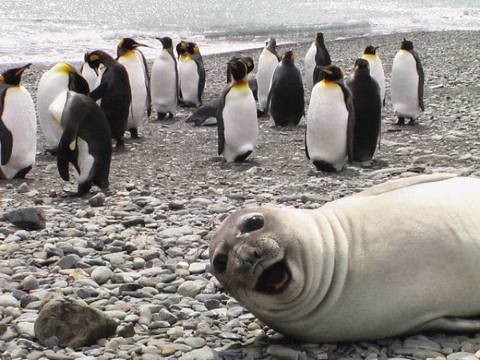 тюлень на фоне пингвинов