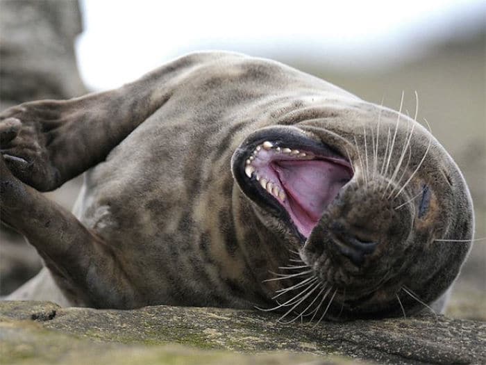 10+ фото тюленей, которые не в силах сдержать свой смех Жизнь,Фото,морские котики,смех,тюлени,улыбка