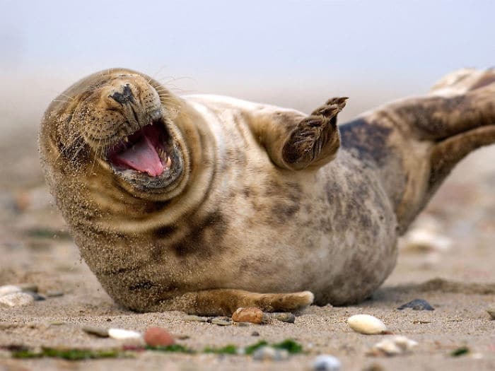 тюлень лежит на песке