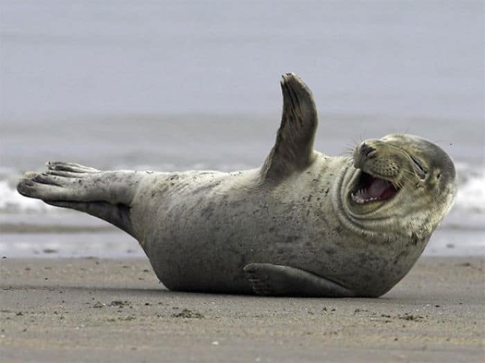 тюлень смеется на берегу моря