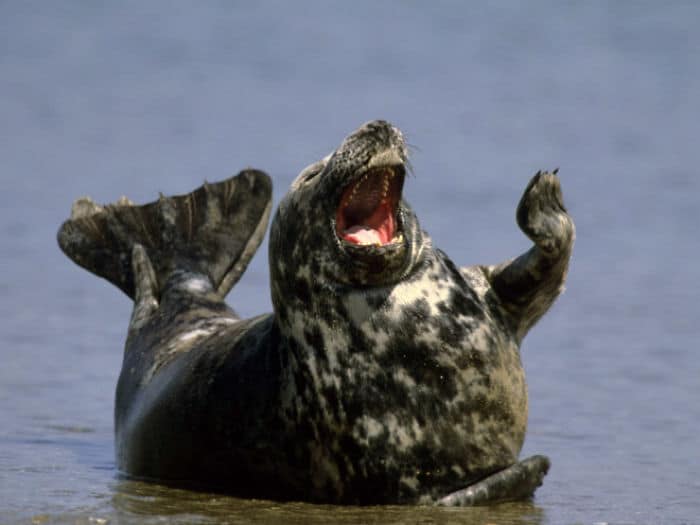тюлень смеется, лежа в воде на берегу
