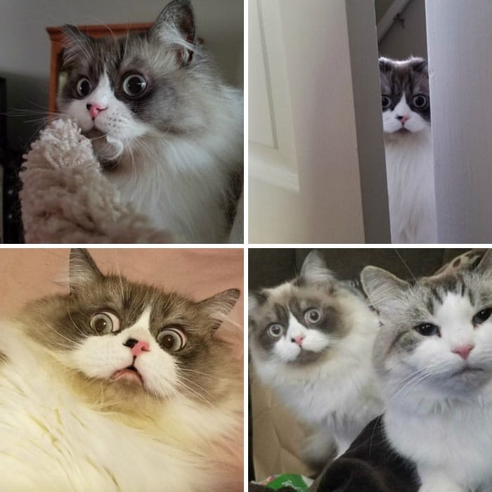 коллаж из четырех фото кота