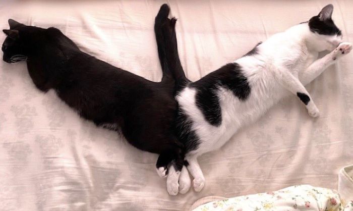 черный и черно-белый кот спят хвостами друг к другу